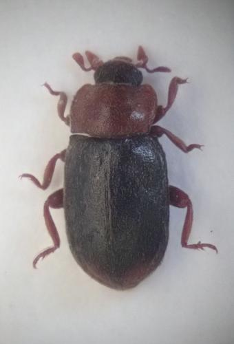 Tetrabrachys sp.